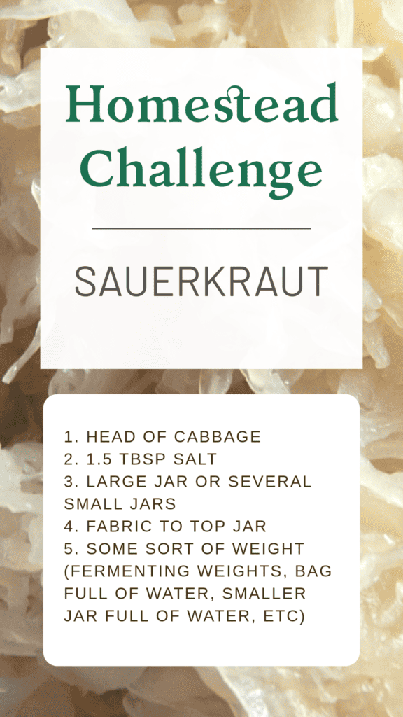 Basic sauerkraut fermenting ingredients gut health