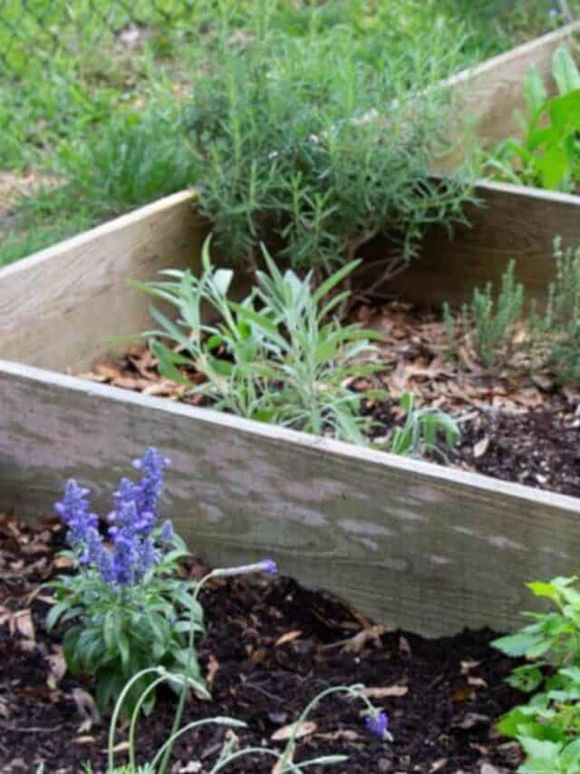Why Should You Use A Raised Bed in Your Garden?