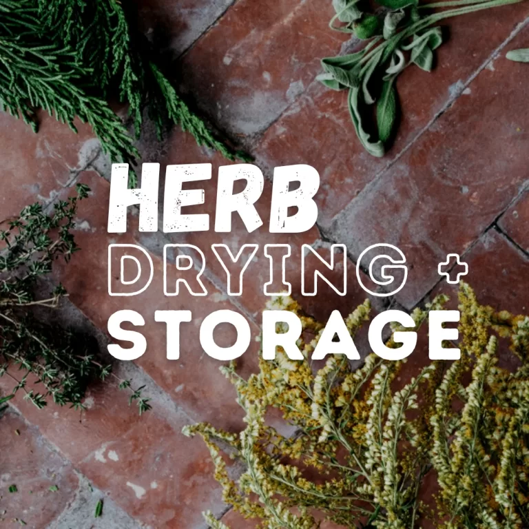 The Best Methods for Drying and Storing Fresh Herbs