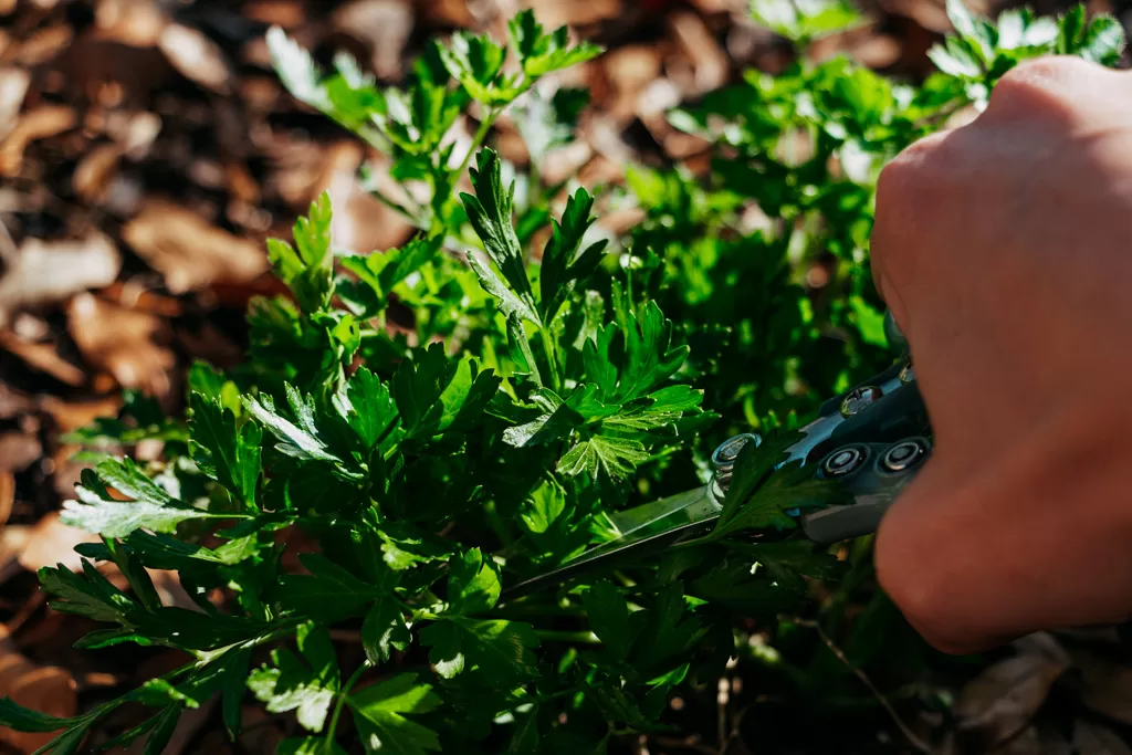 cutting parsley with garden snippers