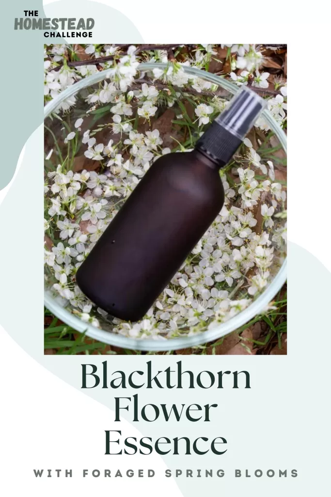 blackthorn flower essence pinterest pin