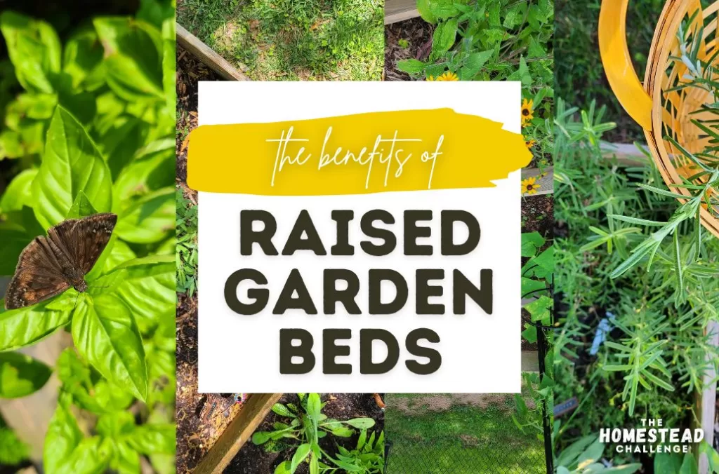 the benefits of raised garden beds text over 4 images of a garden bed