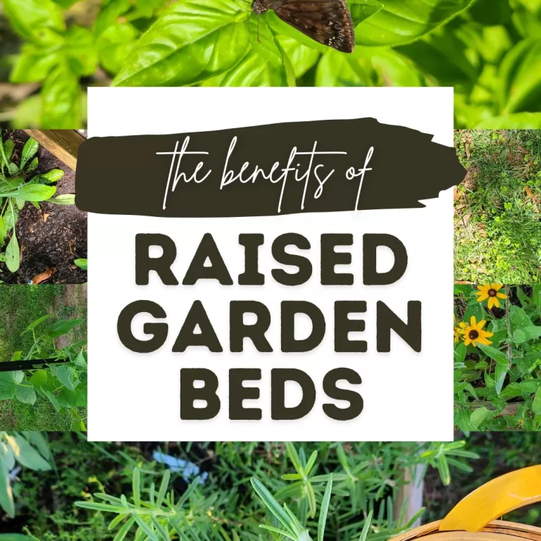 The Benefits of Raised Garden Bed Gardening