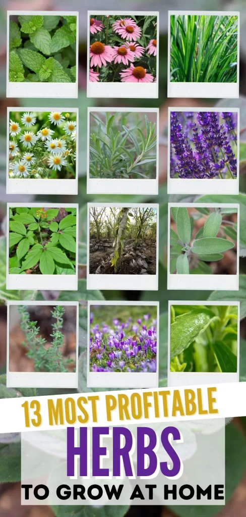 polaroids of most expensive herbs