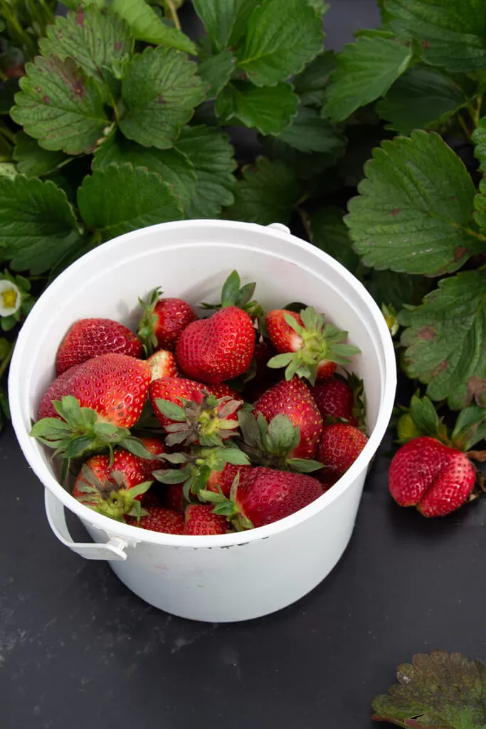 strawberries in white bucket next to strawberry plant