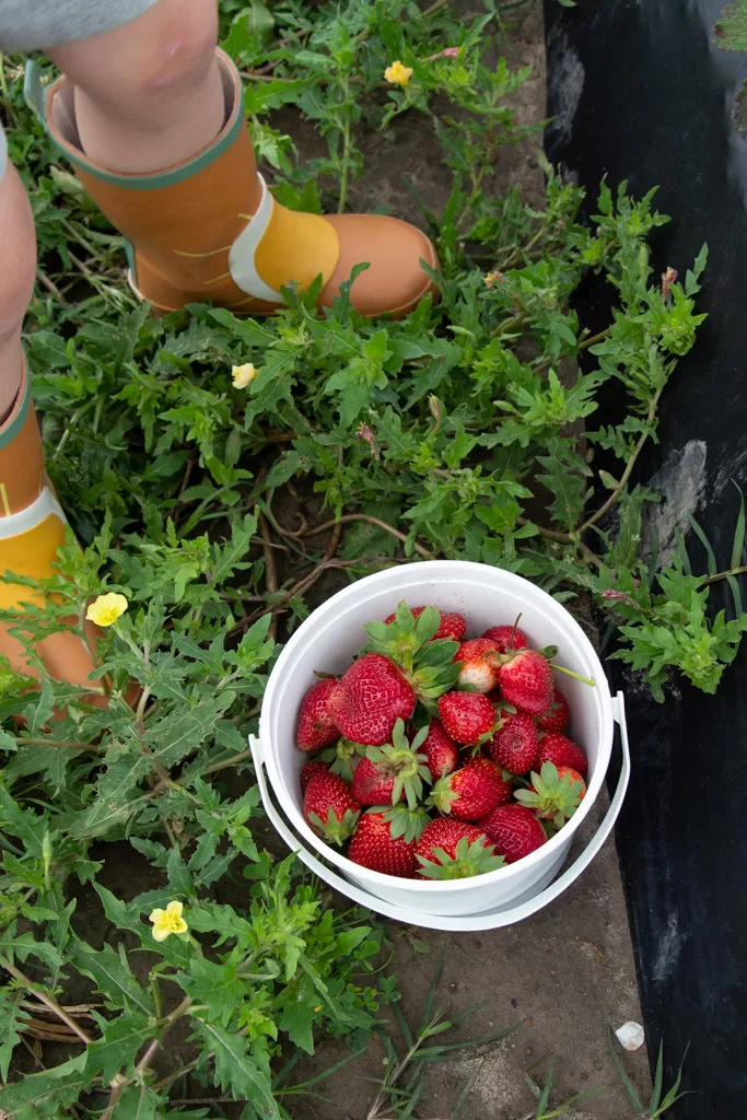 picked strawberries in white bucket. toddler sunshine rainboots standing by the bucket