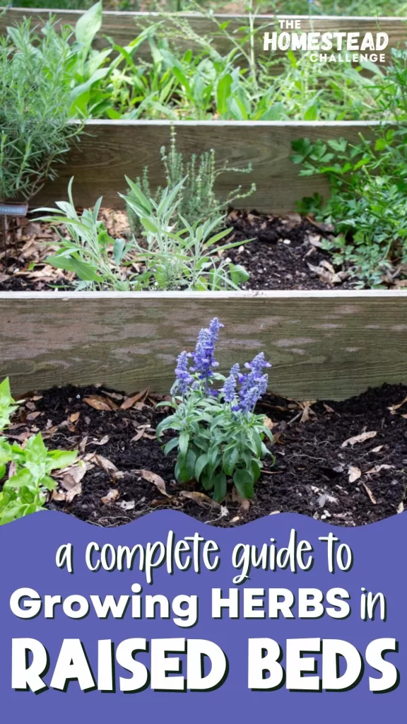 growing herbs in raised beds pin- purple background with text- image of a raised bed with herbs in it