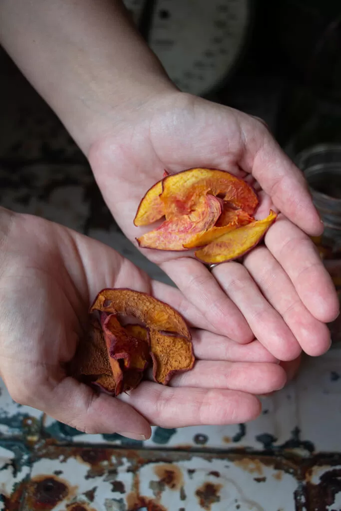 oven vs dehydrator dried peaches in two hands- oven dried are darker and crispier