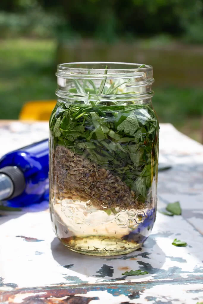 herbal bug spray steeping in glass mason jar- hit by the sun and glowing