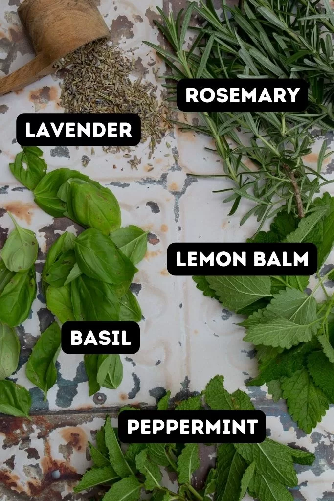 herbal bug spray ingredients labeled- lavender, rosemary, lemon balm, basil, peppermint