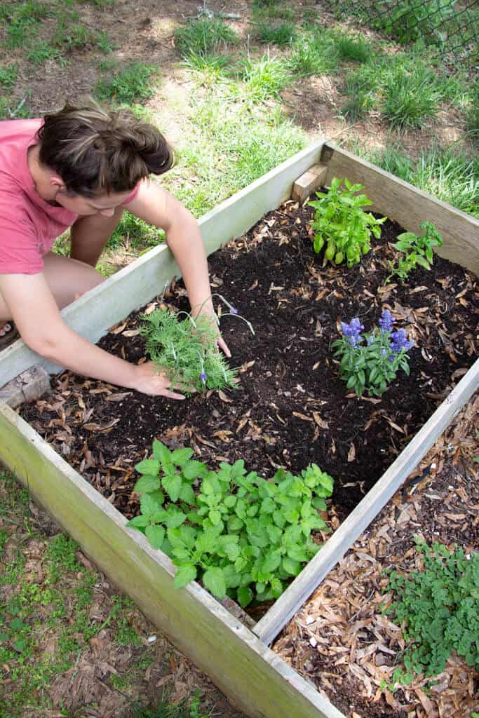 girl planting lavender in raised bed