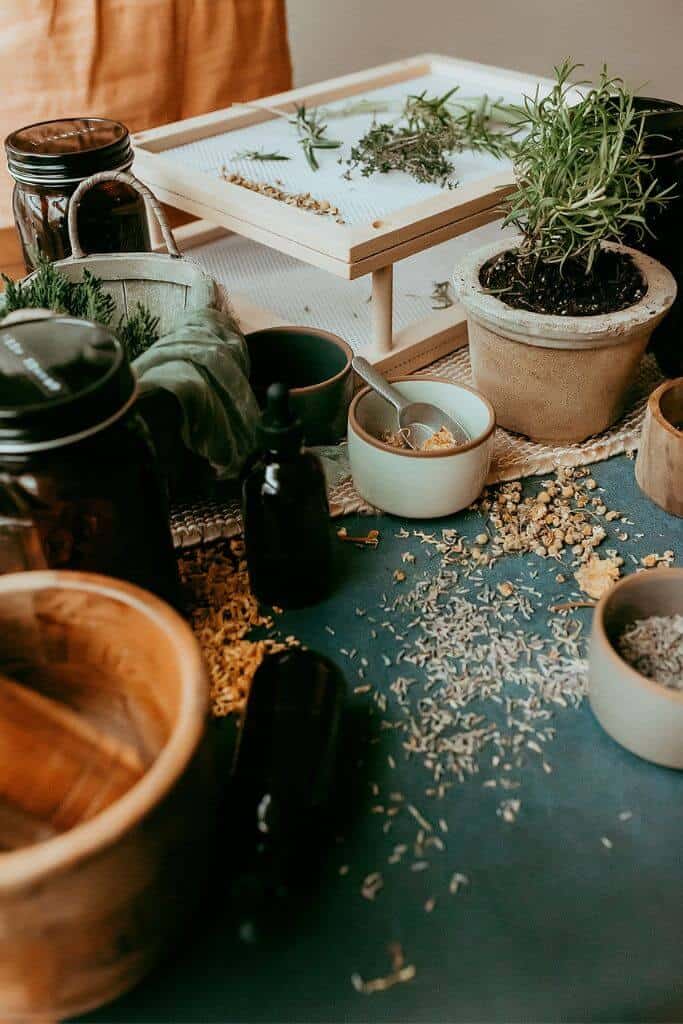 herbs on table with jars, spilled herbs, herb drying rack, and a rosemary plant