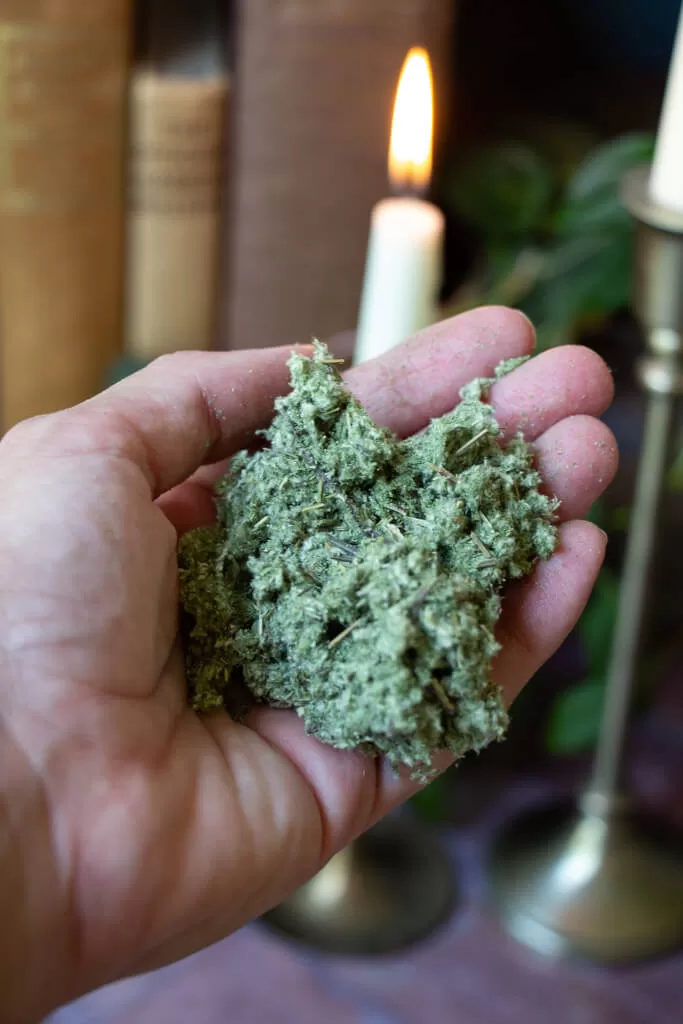 dried green fluffy mugwort in a hand