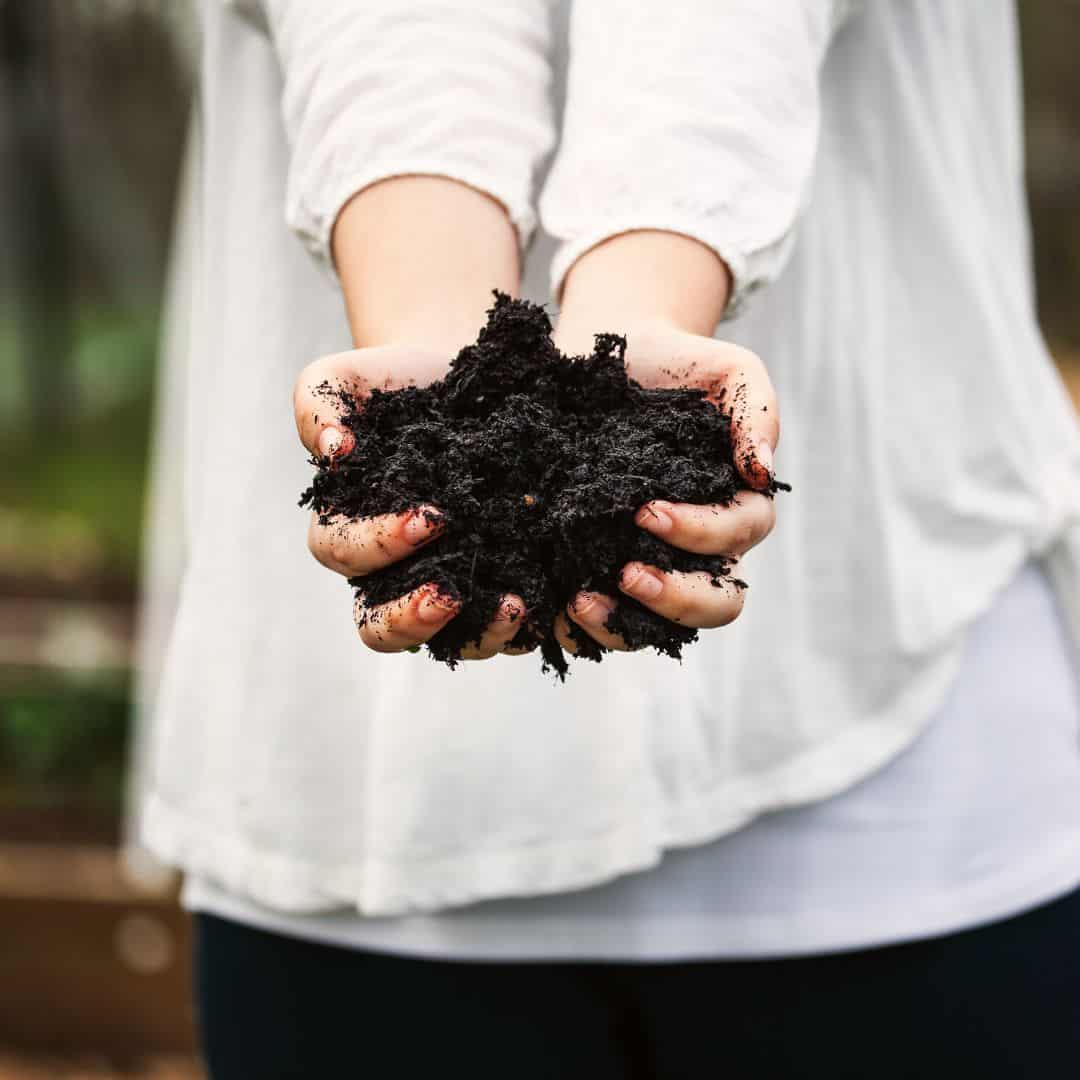 girl in white short holding rich, dark compost in two hands