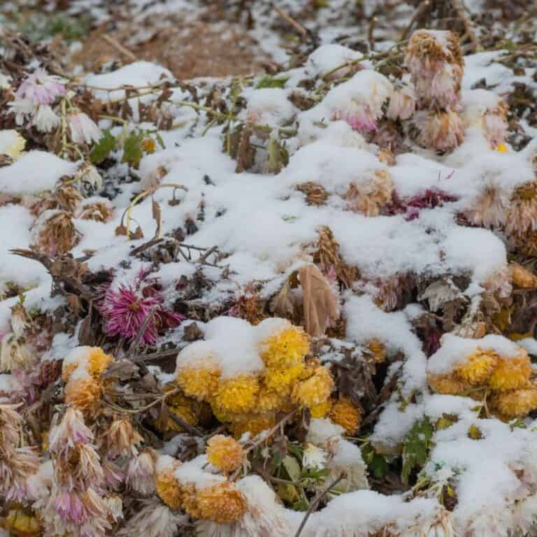 pink and yellow flowers composting under snow