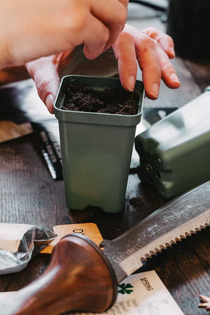 planting seeds in green cup