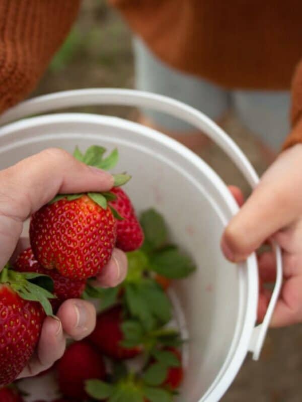 When to Pick Strawberries: Optimal Timing for the Sweetest Harvest