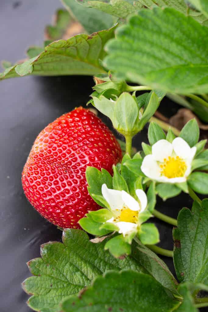 close up of strawberry plan including white flower with yellow center and big red strawberry