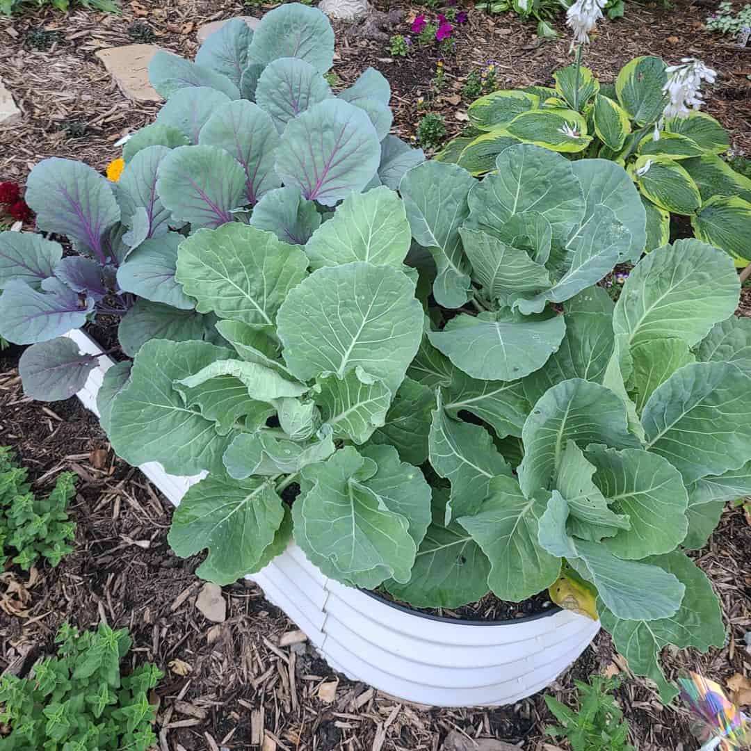 Printable Compost List for Beginners at Home - The Homestead Challenge