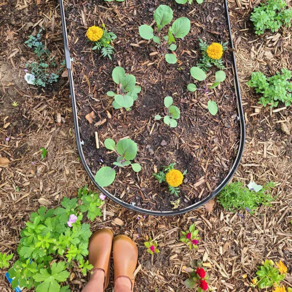 Things No One Tells You About Gardening: 6 Lessons I Learned My First Year