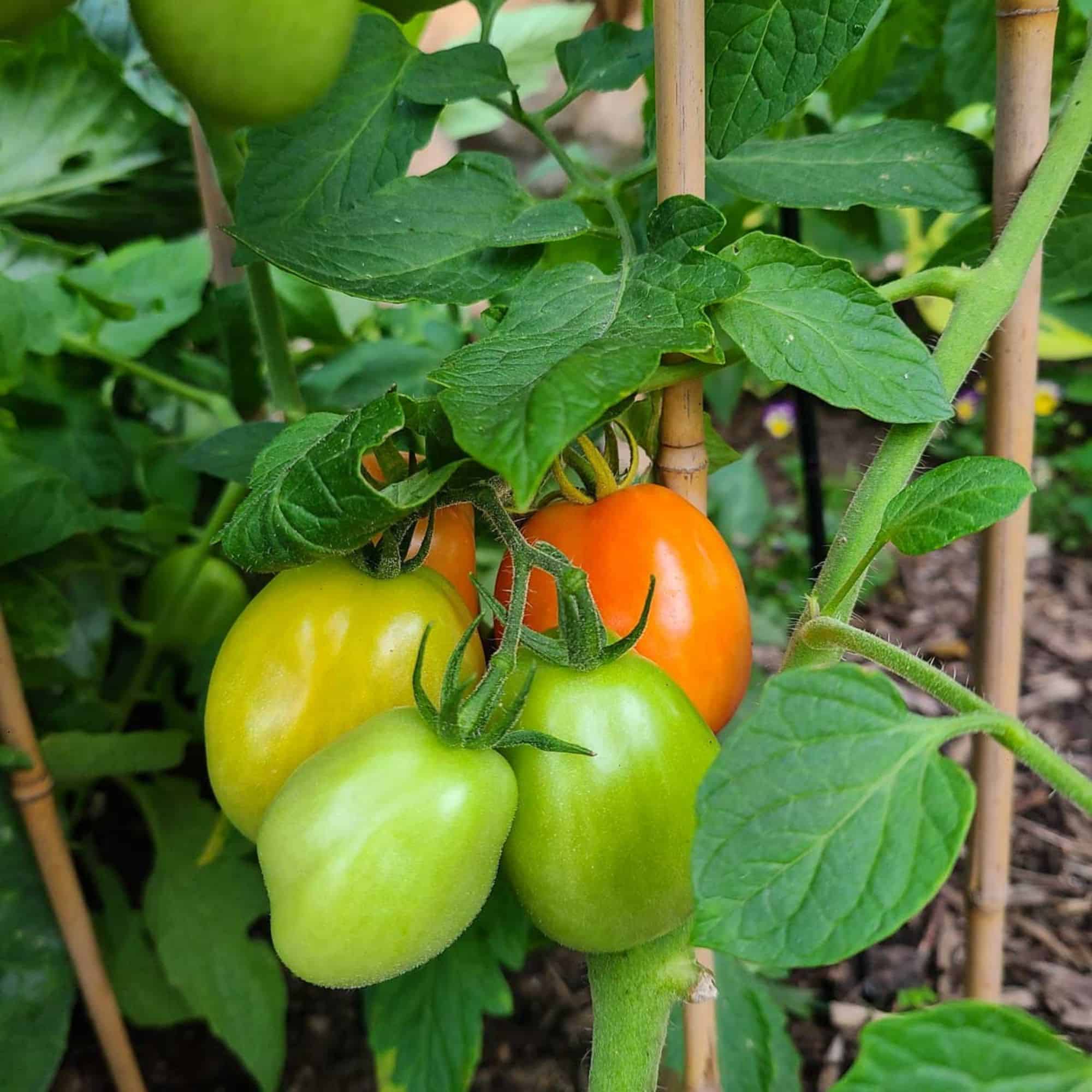 close up of roma tomatoes ripening on the vine in the garden