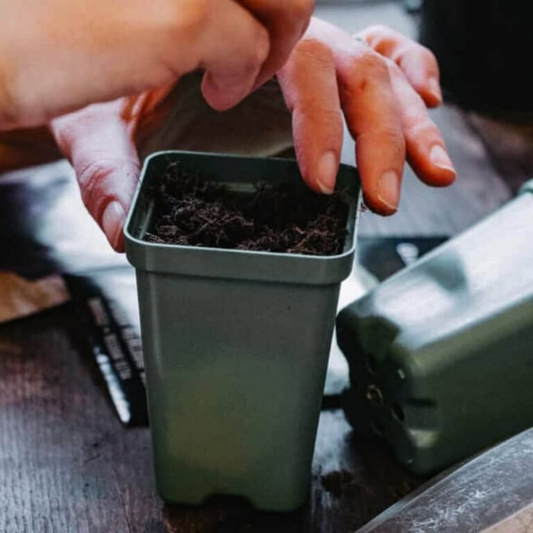 hand putting seeds into small pot
