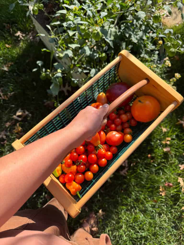 basket of tomatoes